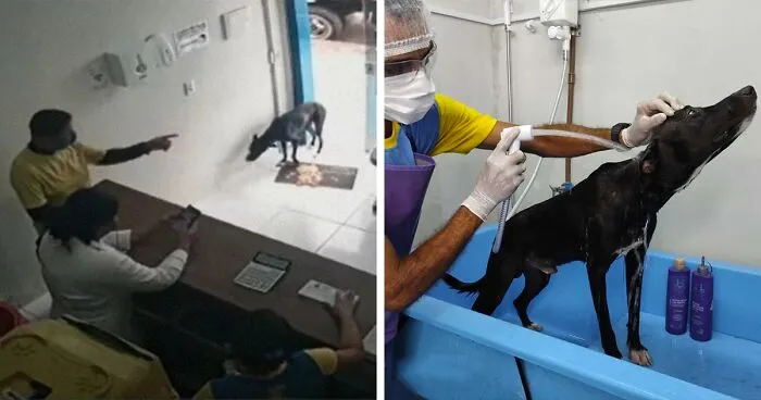 "He Put The Injured Paw Forward": Video Shows Stray Dog Wandering Into A Vet Clinic As If To Ask For Help