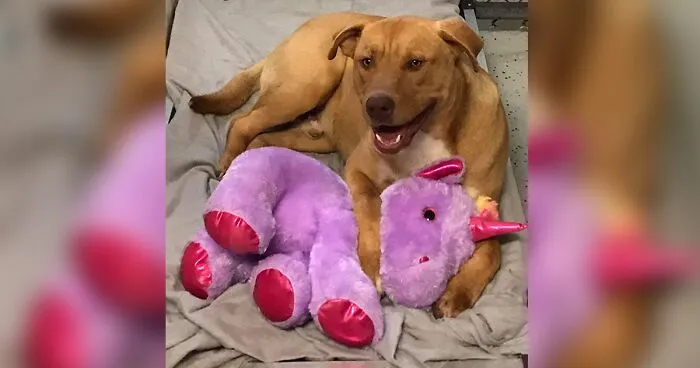 A Stray Dog Who Kept Trying To Steal A Purple Unicorn From A Store Gets A Toy And A Forever Home