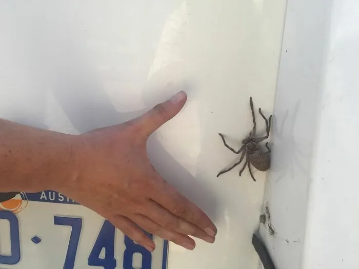"Come To Australia"