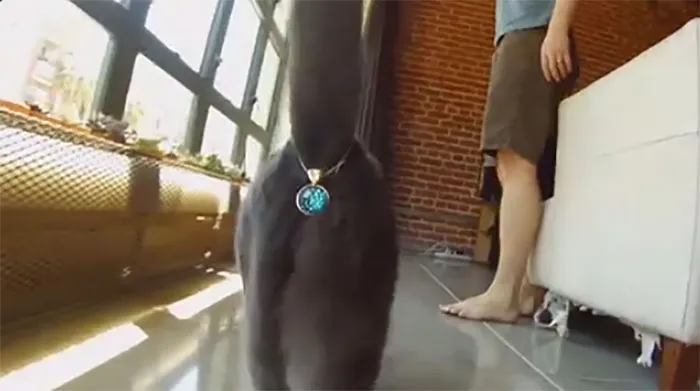 Brillantes para colas de gatos