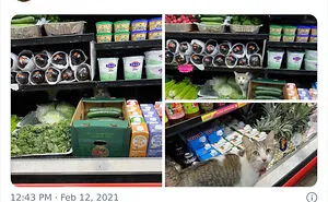 This Twitter Account Collects Photos Of Cats In Small Shops Looking Like They Own The Place (50 New Pics)