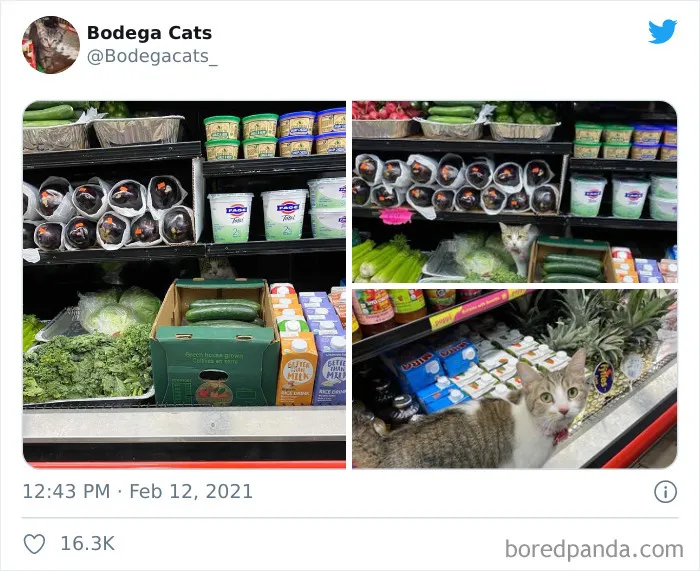 Cats-Store-Bodega