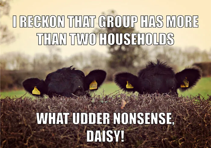 17 Spot-On Funny Pet Memes About Quarantine By Comedy Pet Photo Awards