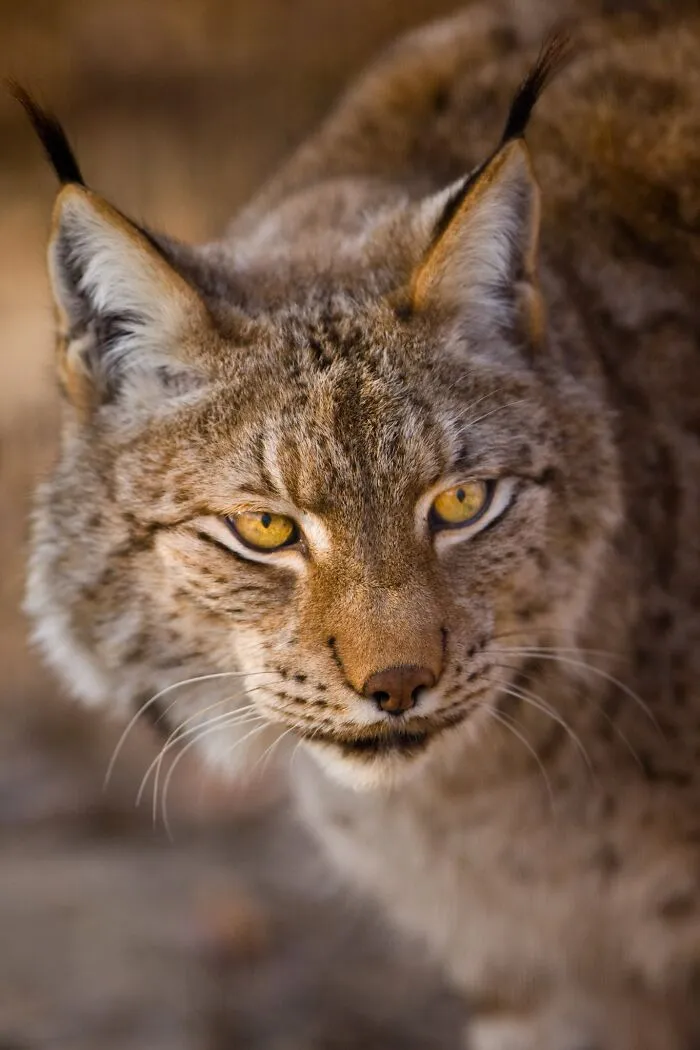 I’ve Been Photographing Wildlife For 15 Years, Here Are My 30 All-Time Favorite Photos
