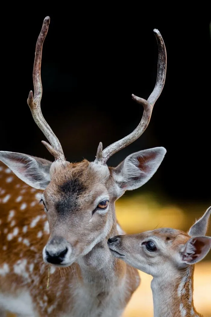 I’ve Been Photographing Wildlife For 15 Years, Here Are My 30 All-Time Favorite Photos