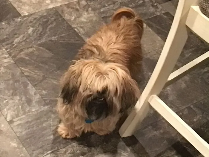 Doooooooooog