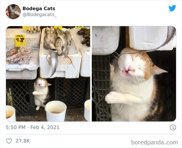 Esta cuenta de Twitter colecciona fotos de gatos en tiendecitas actuando como si fueran los dueños (50 fotos nuevas)