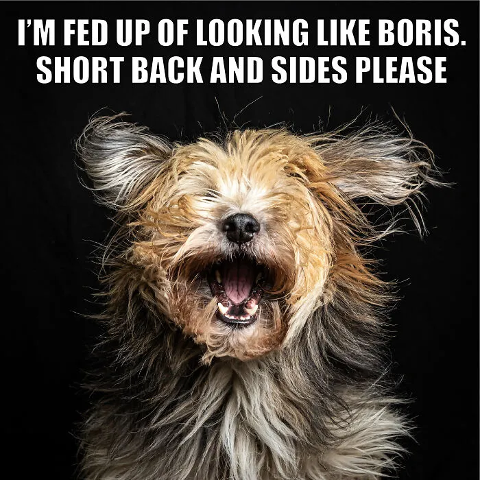 17 Spot-On Funny Pet Memes About Quarantine By Comedy Pet Photo Awards