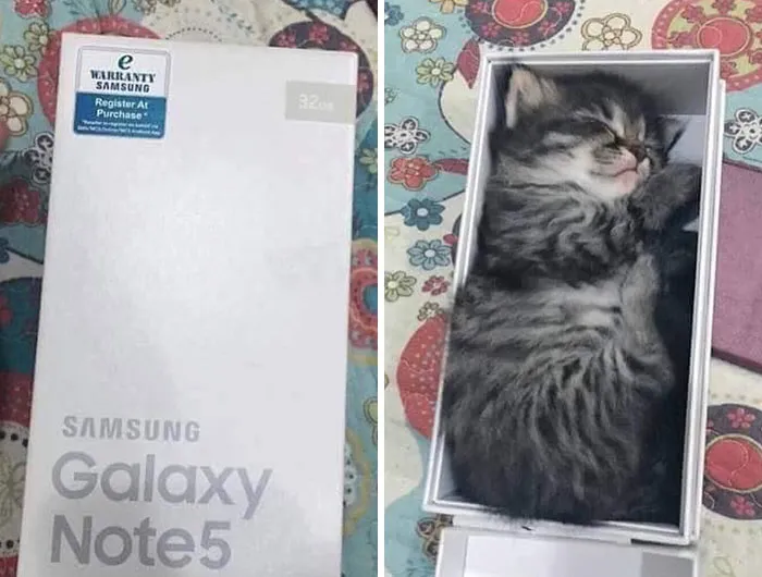 40 Gatos en lugares insólitos, compartidos en esta cuenta de Twitter