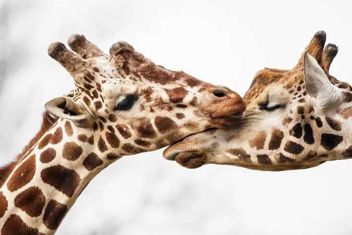 I’ve Been Photographing Wildlife For 15 Years, Here Are My 30 All-Time Favorite Photos