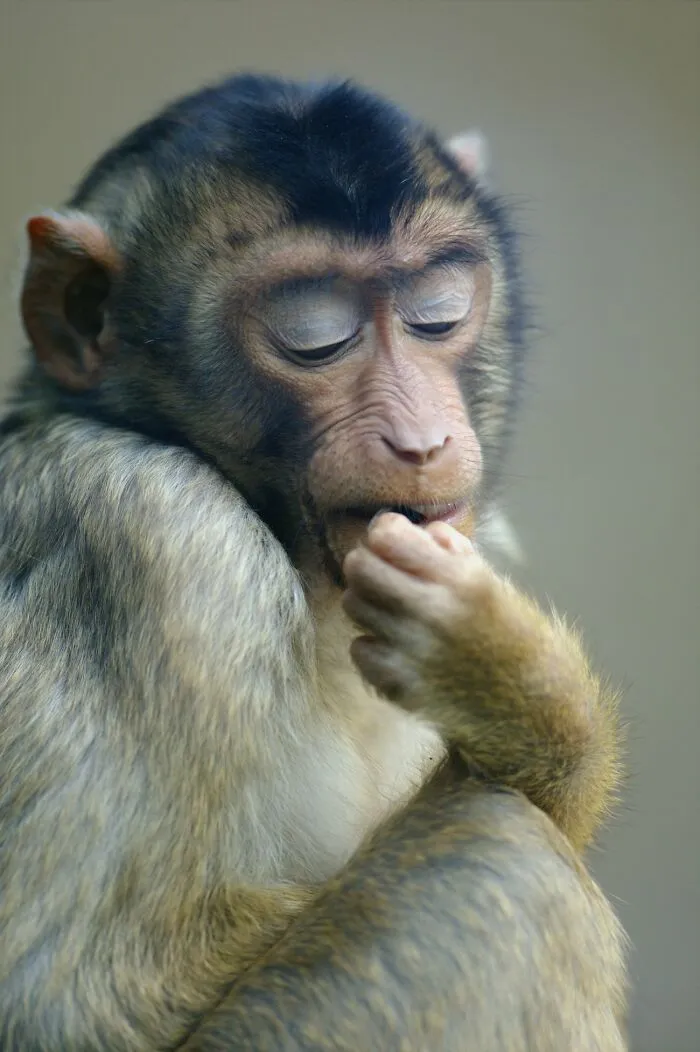 I’ve Been Photographing Wildlife For 15 Years, Here Are My 30 All-Time Favorite Photos