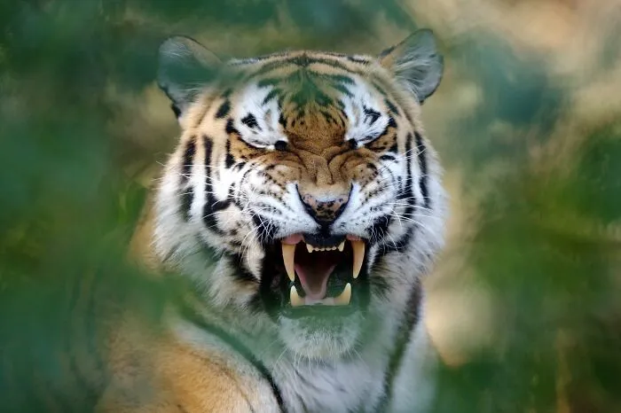 I’ve Been Photographing Wildlife For 15 Years, Here Are My 30 All-Time Favorite Photos