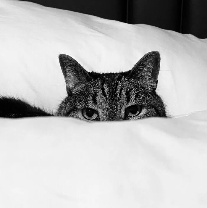 I See You!