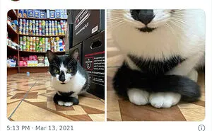 This Twitter Account Collects Photos Of Cats In Small Shops Looking Like They Own The Place (50 New Pics)