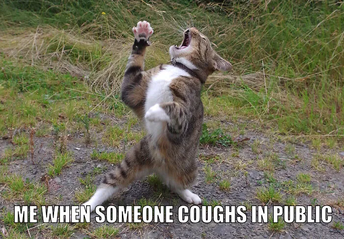 17 Spot-On Funny Pet Memes About Quarantine By Comedy Pet Photo Awards