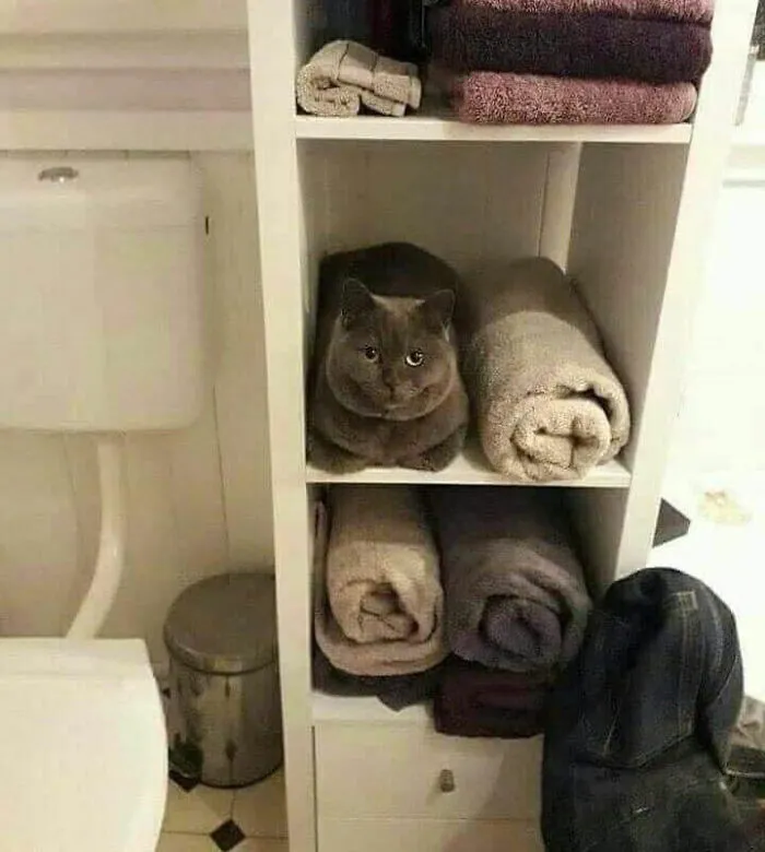 40 Gatos en lugares insólitos, compartidos en esta cuenta de Twitter