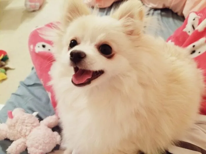 Floofy