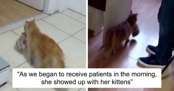 Viral Video Shows A Cat Walking Into A Hospital With Her Newborn Kitten To Get Medics To Help It
