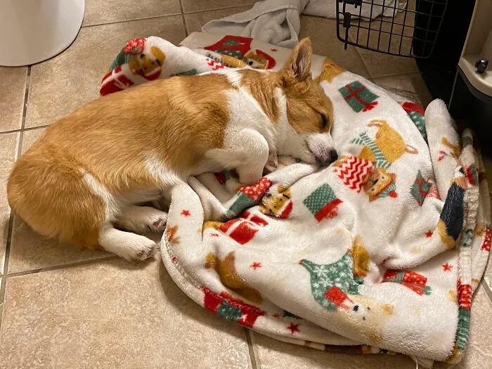 My New Puppy And His Blanket!!!