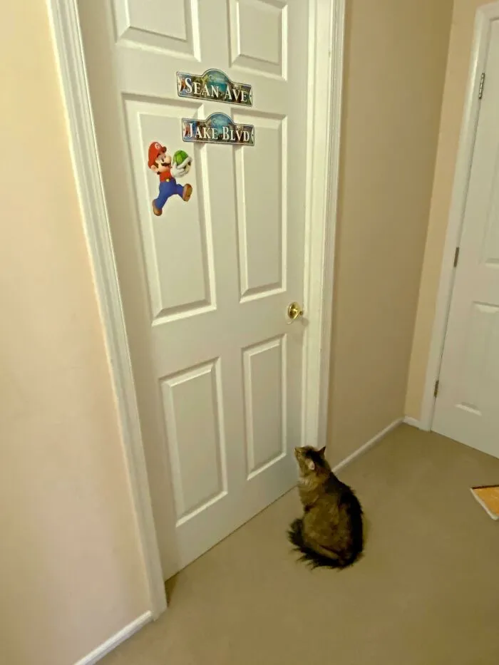 Todas las mañanas, nuestro gato espera pacientemente en la puerta del dormitorio de mis hijos a que se despierten. Y no es para que le den de comer, es que no puede esperar a verlos