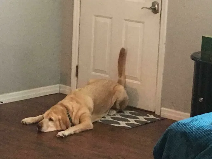 Cool Your Backside Off On A Hot Day By Pressing It Against The Cold Door