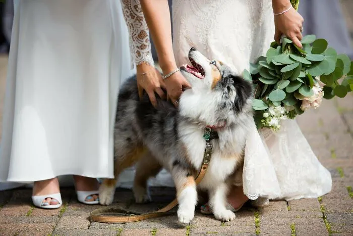 Nos casamos y este adorable perro nos trajo las flores