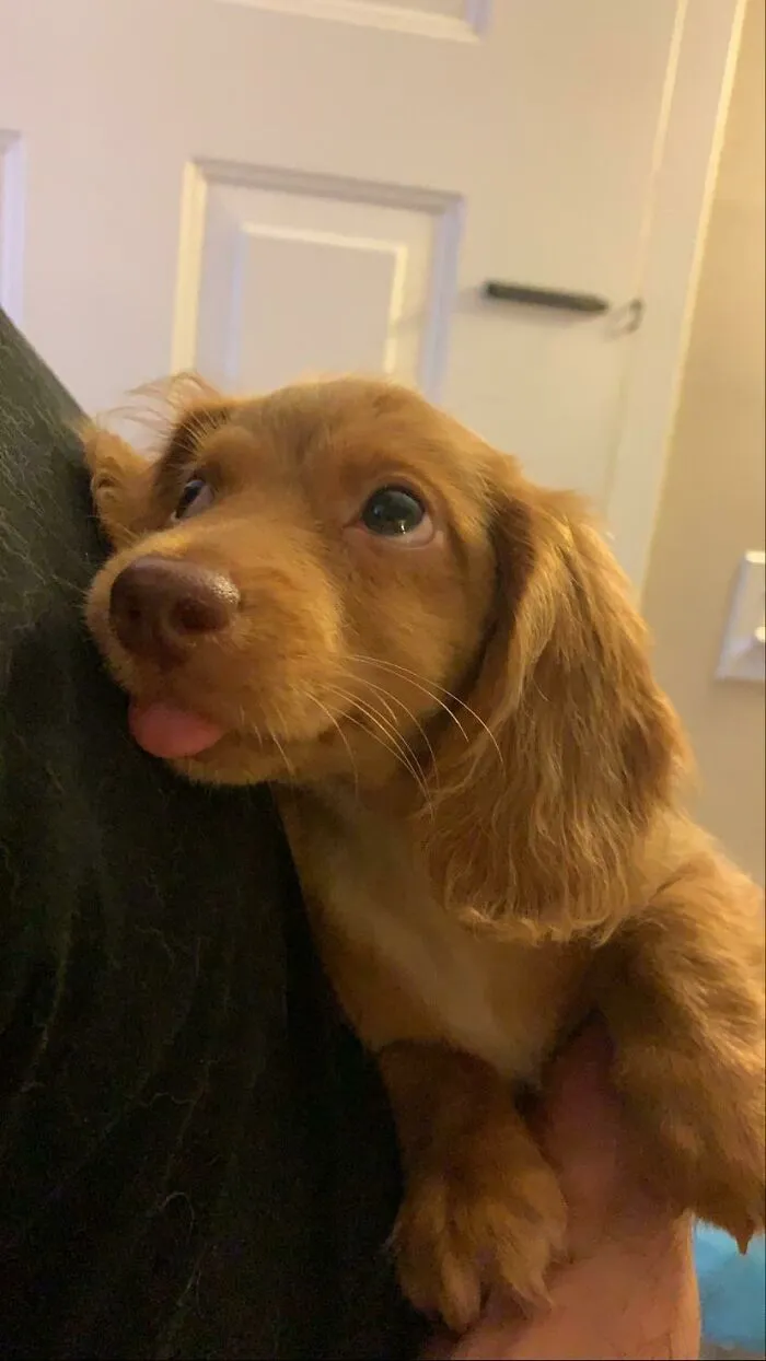 Lolita’s First Night At Home!
