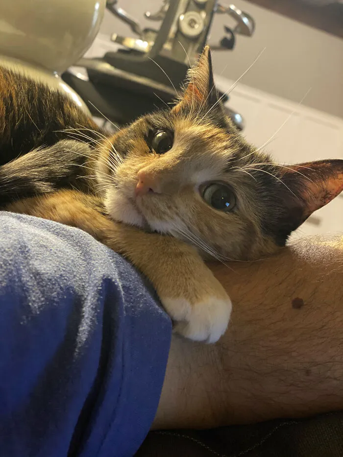 Was Told To Post Rey Cuddling Up With Me On The Couch