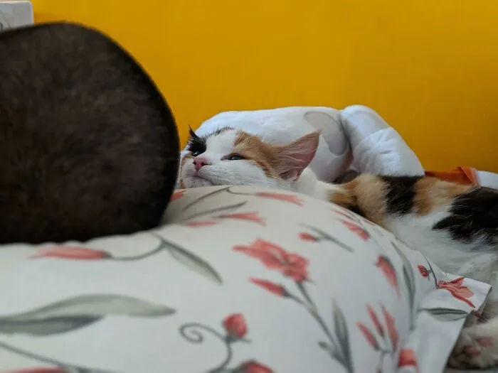 Husband Came Back Home After A Couple Days. This Is How The Cat Looked At Him While He Slept