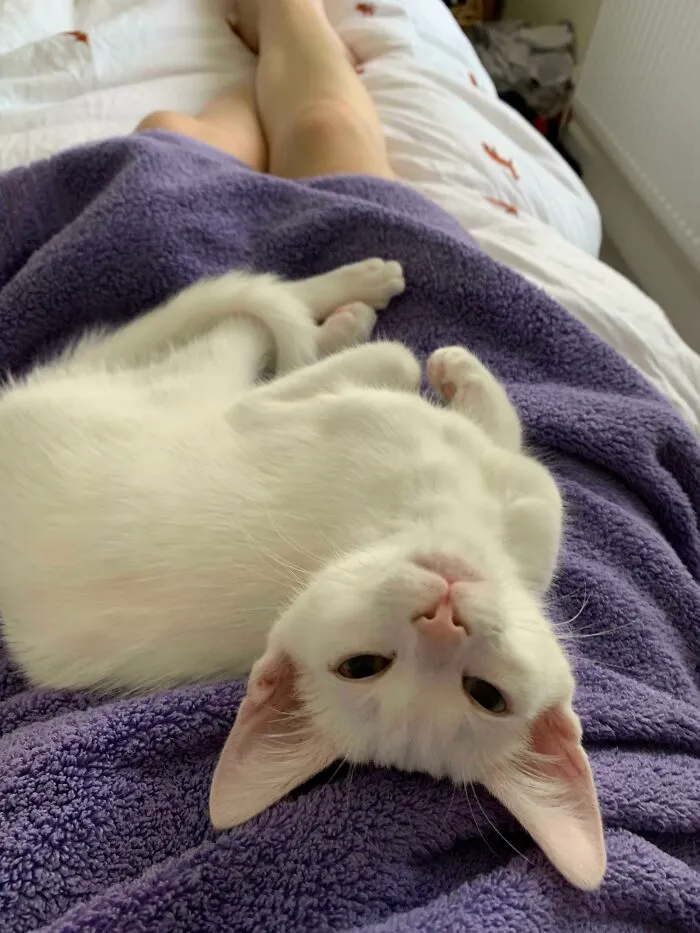 Koji solo tiene 12 semanas y ya me mira así