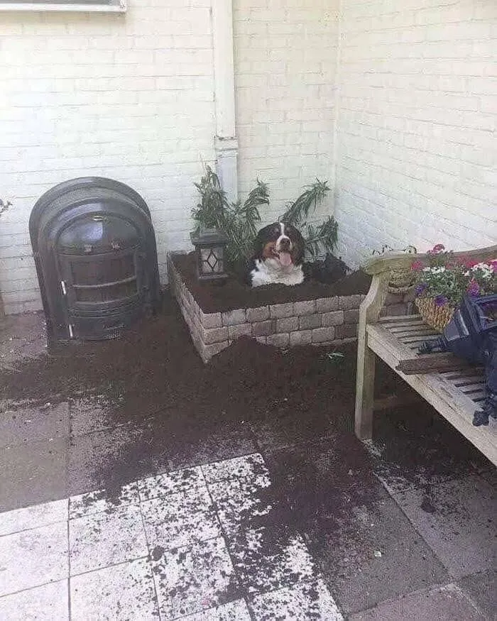 Anyone Know What Plant This Is?