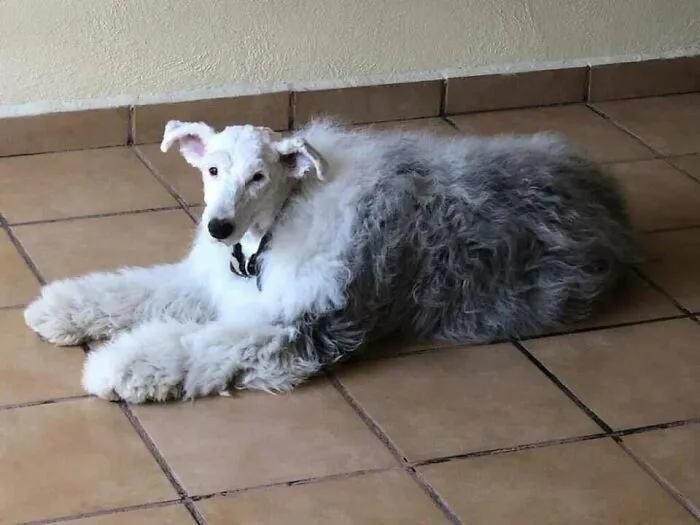 Este perro ovejero con la cabeza afeitada