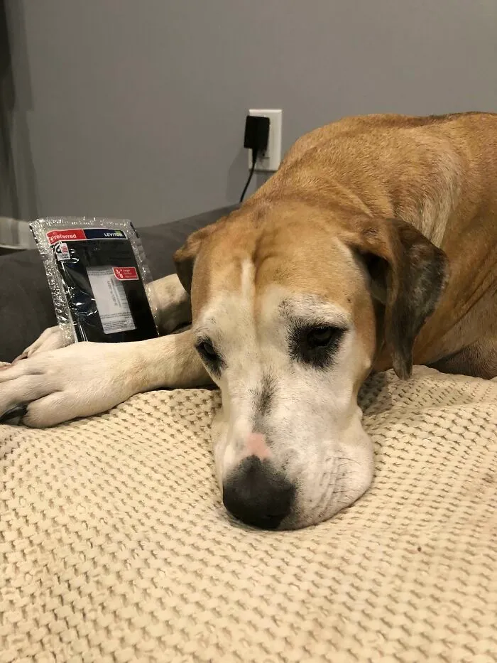 Just A Girl And Her Electrical Outlet Cover. No Matter How Many Times We Put This In The Tool Bag, She Always Picks It Back Out. Never Tries To Do Anything To It; Just Holds It And Sleeps With It