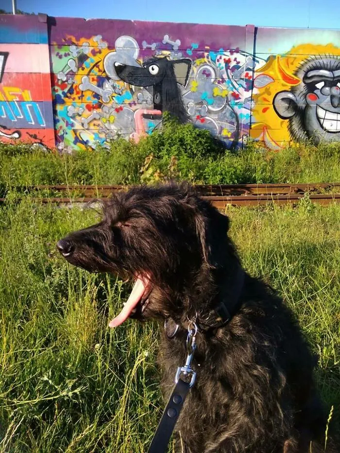 Mi perro bostezó en el momento exacto en que le tomé una foto frente al grafiti que se parece a él