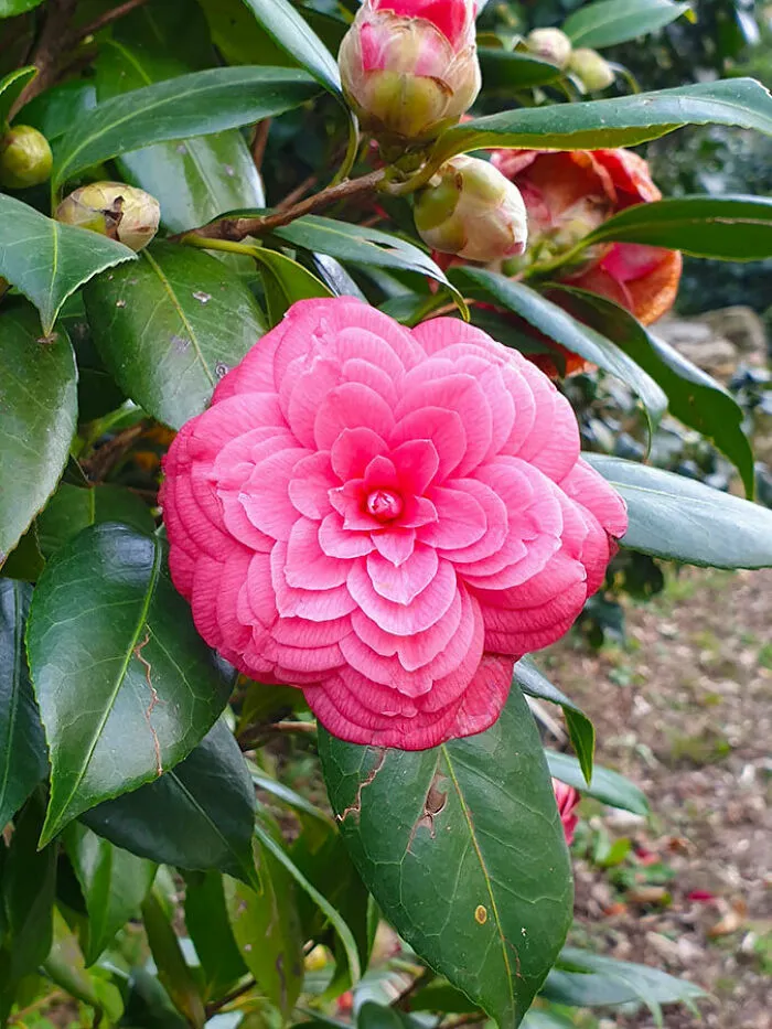 Los pétalos de esta flor de camelia