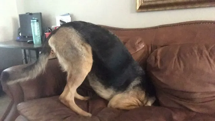 Rate My Ostrich