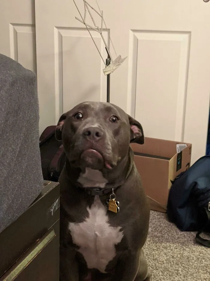 My Dog Stares At Me Like This To Gain The Bed Pat Giving Her Permission To Jump Up