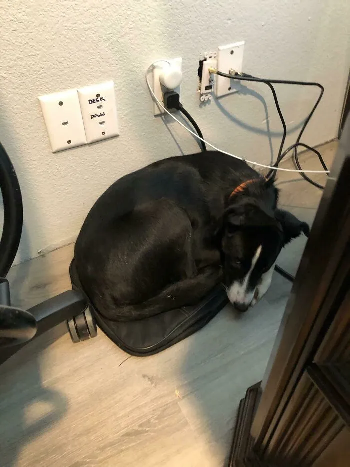 $150 Anti Anxiety Doggy Bed? Nah, I Sleep On Laptop Bag