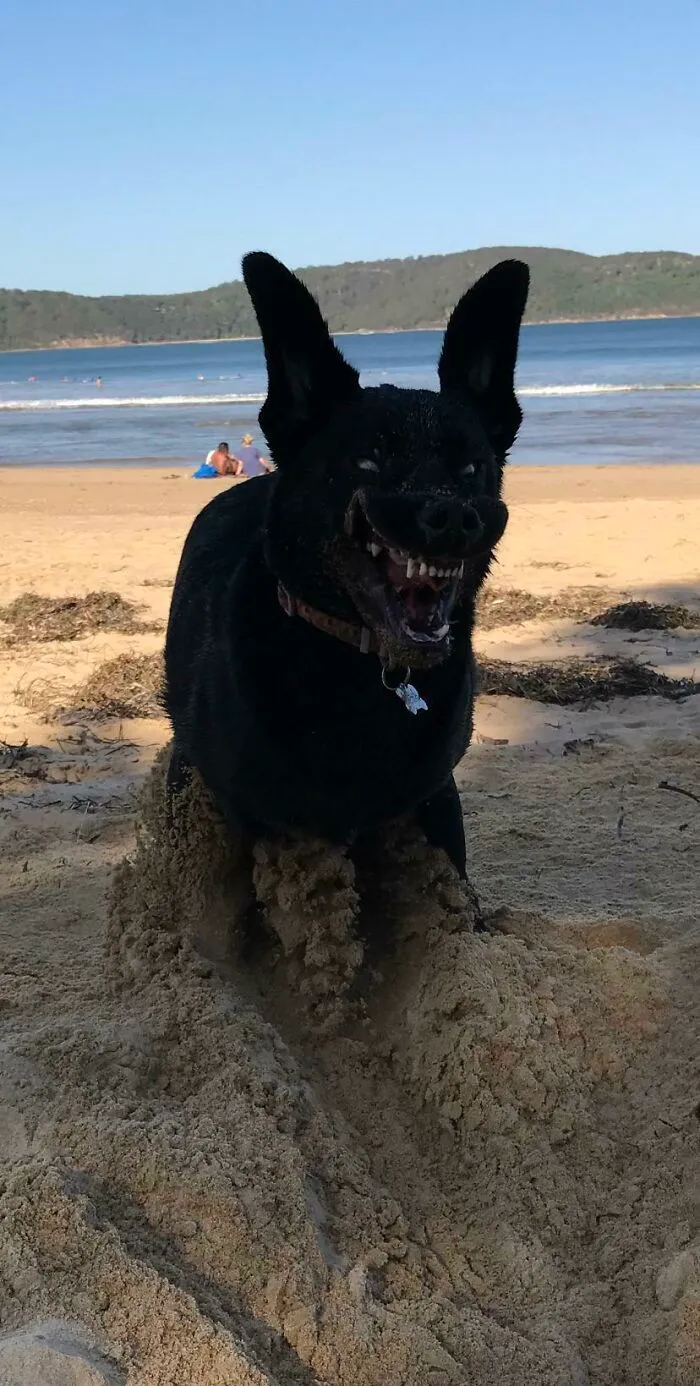 He Really Loves Digging