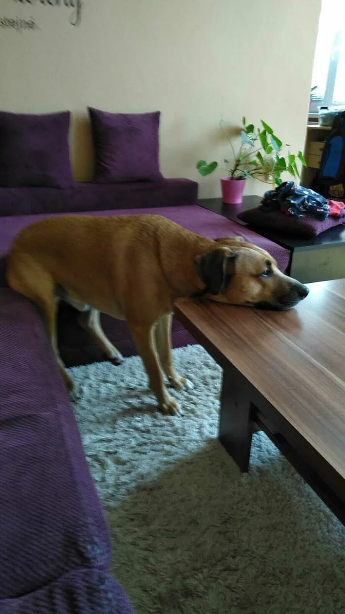 My Mother-In-Law Sent Me This When I Was At Work And Let The Dog In Her Apartment