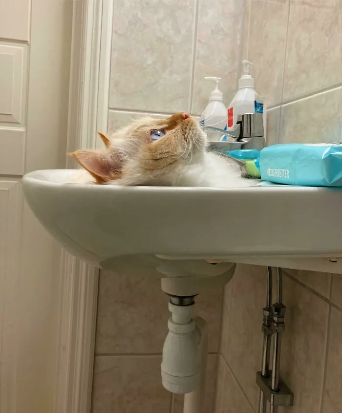 Mi gato parece que se ha tirado por el desagüe