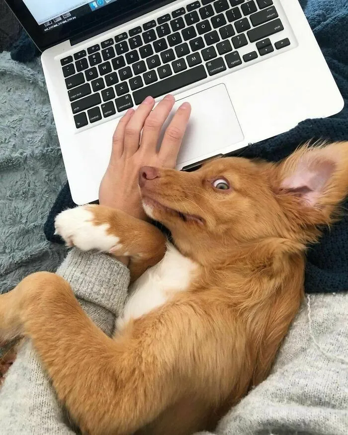 Mommy! Can’t You See I Need Attention