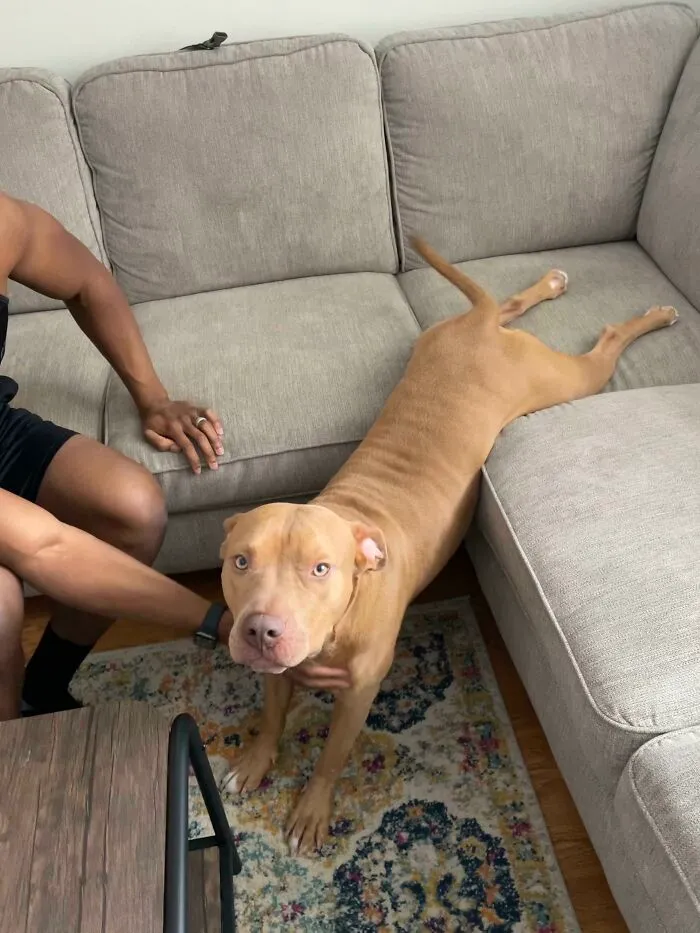 He Woke Up From His Nap And Slid Half Way Off The Couch Then Just Stayed There Wagging His Tail