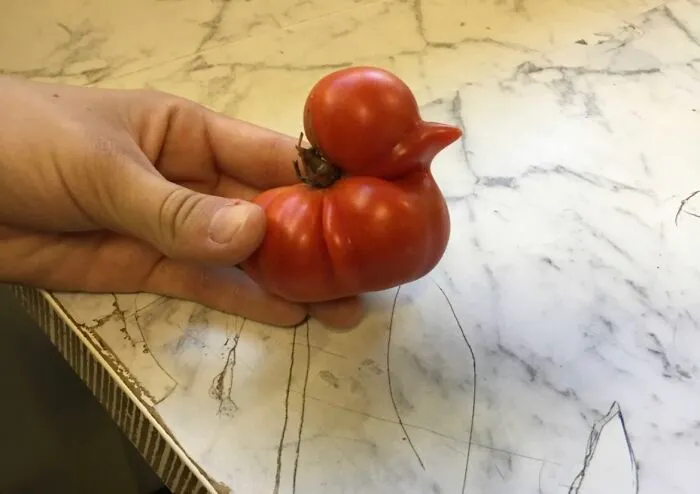 Tomate que parece un pato