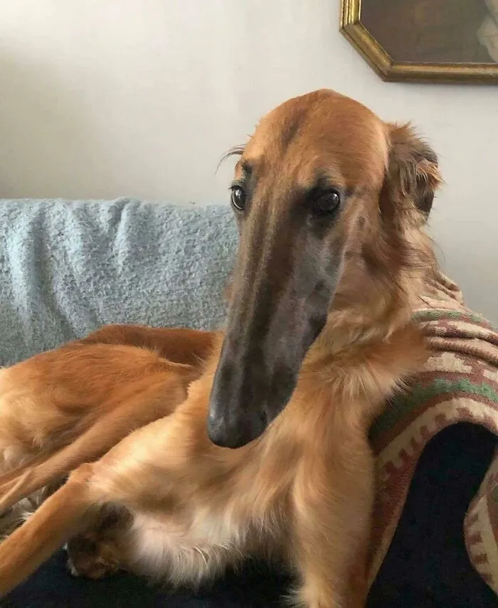 Esta raza de perro se llama Borzoi. Olfateador absoluto
