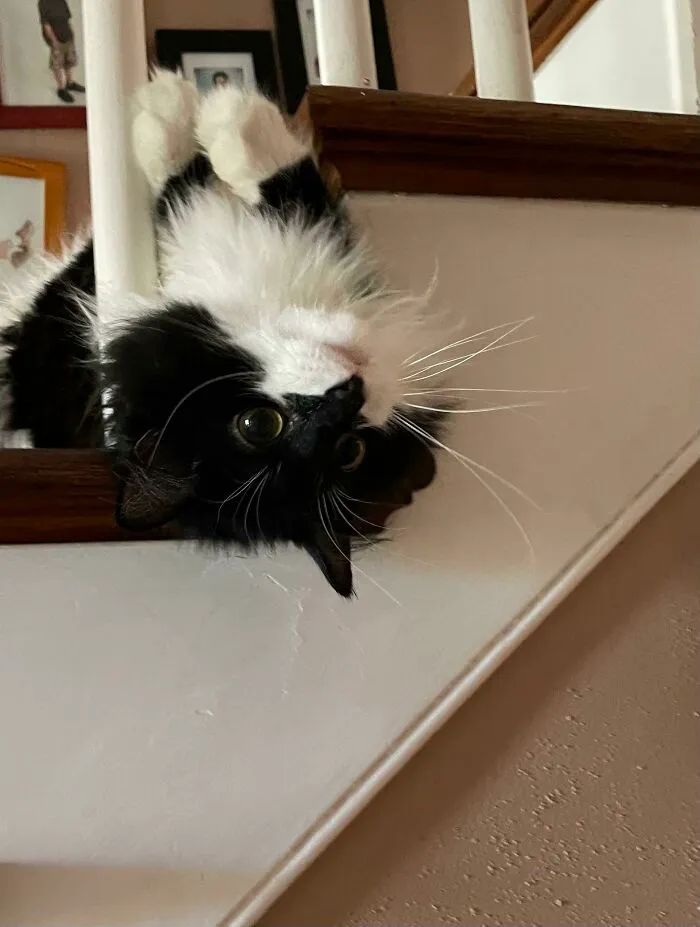 Every Time I Yell Up The Stairs To My Teenagers... He Appears Like This