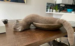 45 Times Cats Malfunctioned And Their Owners Just Had To Document It Online (New Pics)