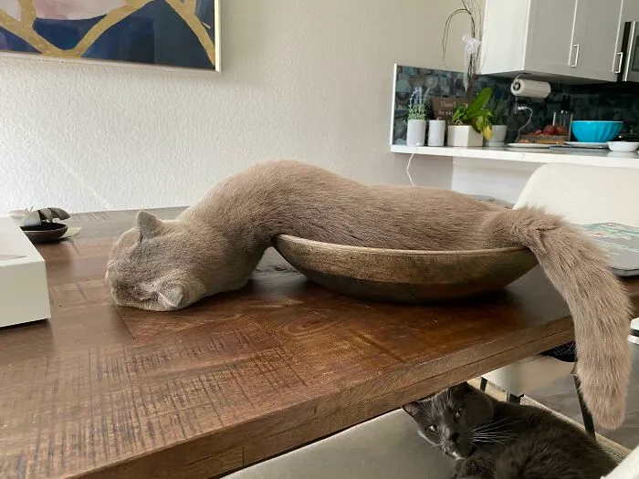This Is Fine