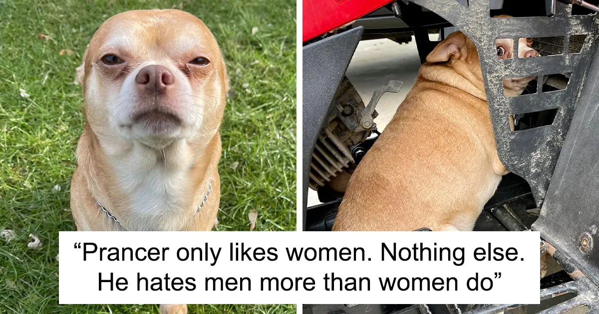Adoption Post Honestly Lists Everything That's Wrong With This Demonic Chihuahua And It Goes Viral