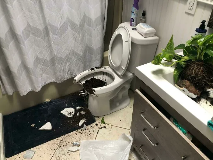 Mi esposa compró una maceta y la puso en un estante sobre el retrete. Una hora después escuchamos un golpe
